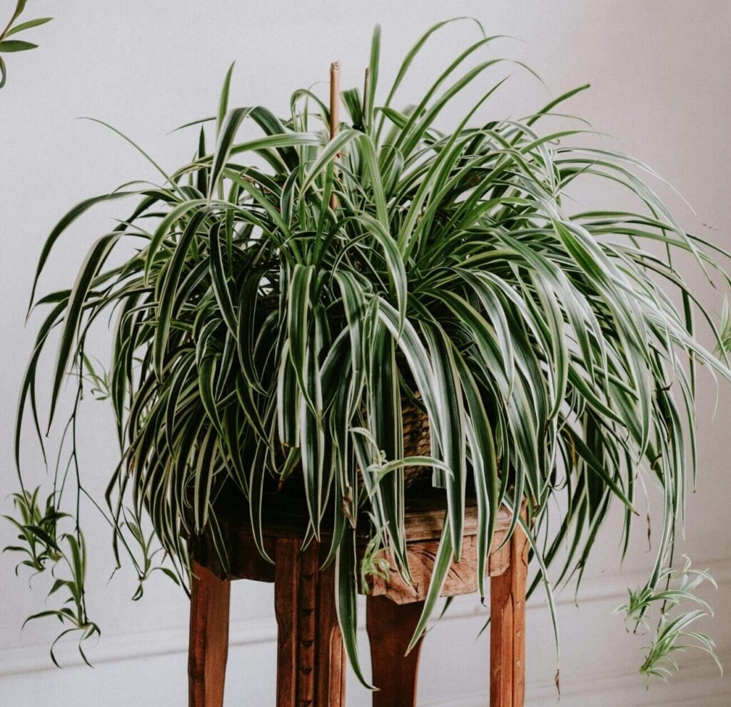 Spider Plant with Spiderlets on stand