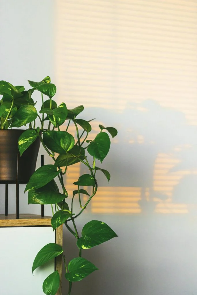 Trailing evergreen vine plant Pothos on shelf