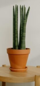 Tall strong thick spiky Snake Plant plant on stand